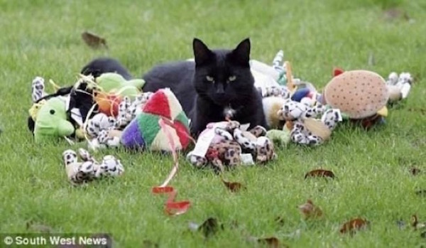 Estas fotos demuestran que los gatos no respetan nada