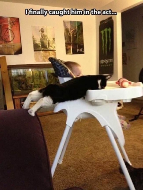 Estas fotos demuestran que los gatos no respetan nada
