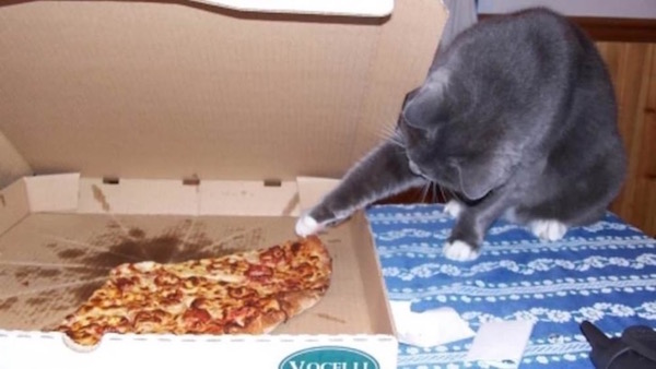 Estas fotos demuestran que los gatos no respetan nada