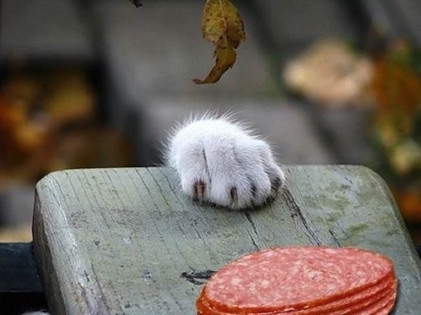 Estas fotos demuestran que los gatos no respetan nada