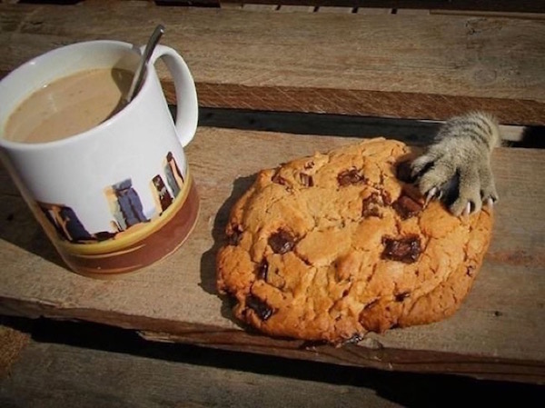 Estas fotos demuestran que los gatos no respetan nada