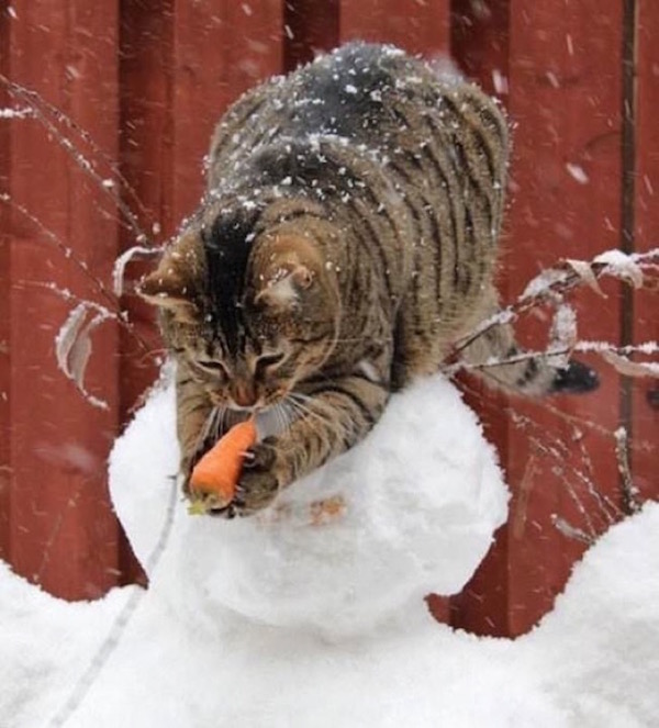 Estas fotos demuestran que los gatos no respetan nada