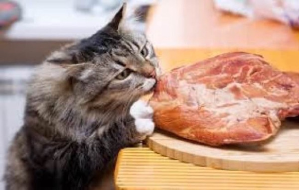 Estas fotos demuestran que los gatos no respetan nada