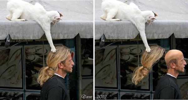 Estas fotos demuestran que los gatos no respetan nada