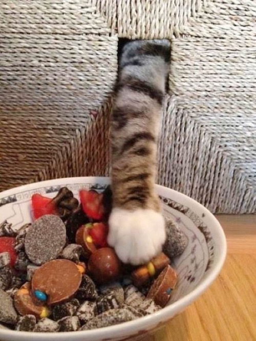 Estas fotos demuestran que los gatos no respetan nada