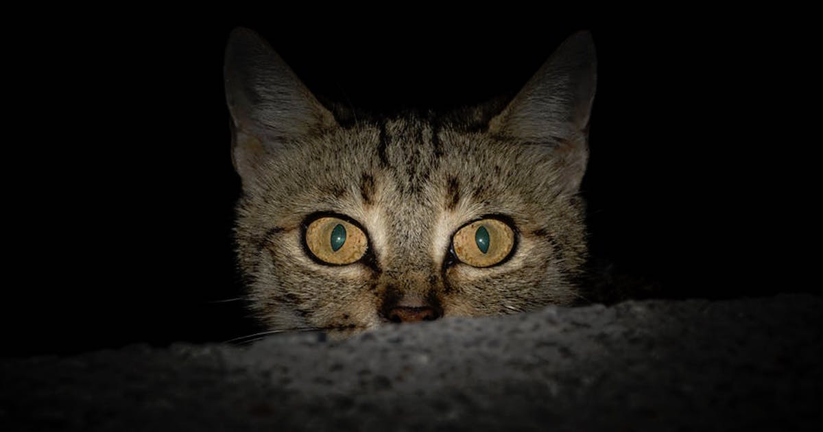 Fotos demuestran que los gatos no respetan nada