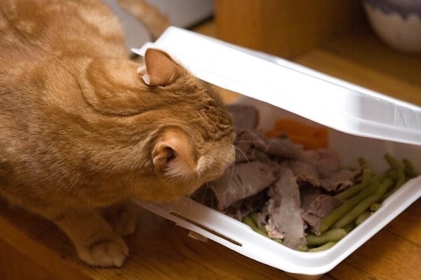 Estas fotos demuestran que los gatos no respetan nada