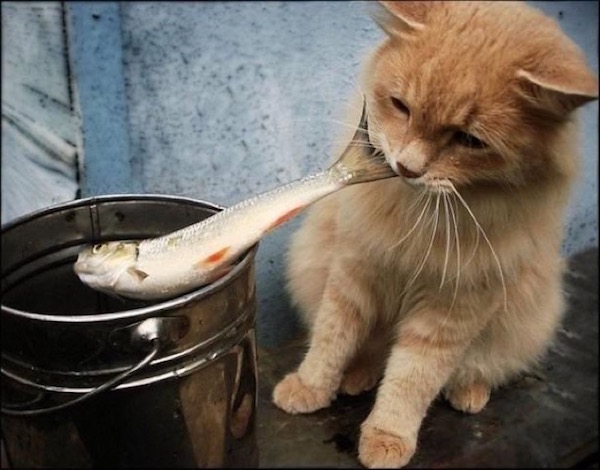 Estas fotos demuestran que los gatos no respetan nada