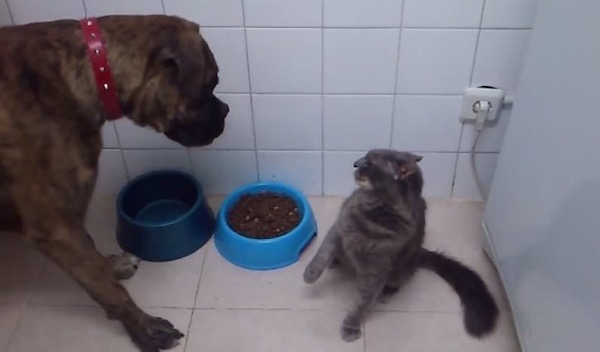 Estas fotos demuestran que los gatos no respetan nada