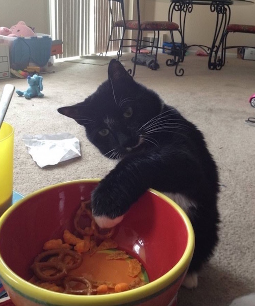 Estas fotos demuestran que los gatos no respetan nada