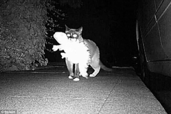 Estas fotos demuestran que los gatos no respetan nada