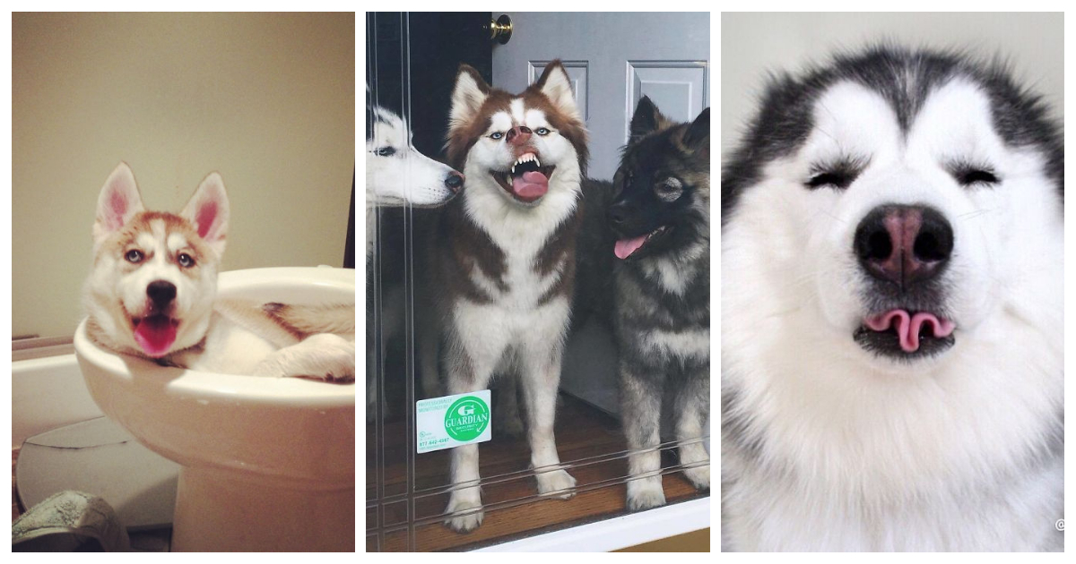 35 fotos que demuestran que los huskies son un desmadre