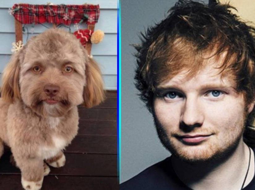 meme perro cara humano Ed Sheeran