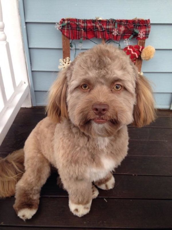 perro cara humano 