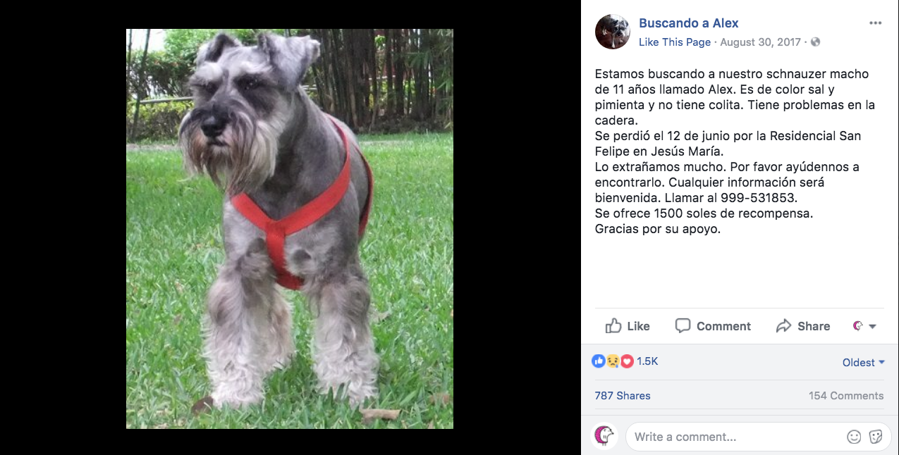Ofrecen un viaje a Rusia por encontrar a su perro perdido