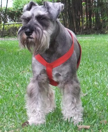 Ofrecen viaje a Rusia por encontrar a perro perdido