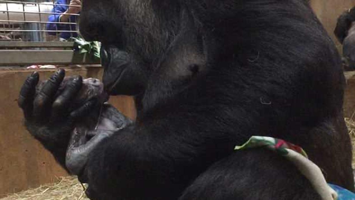 Mamá Gorila besa a su bebé gorila