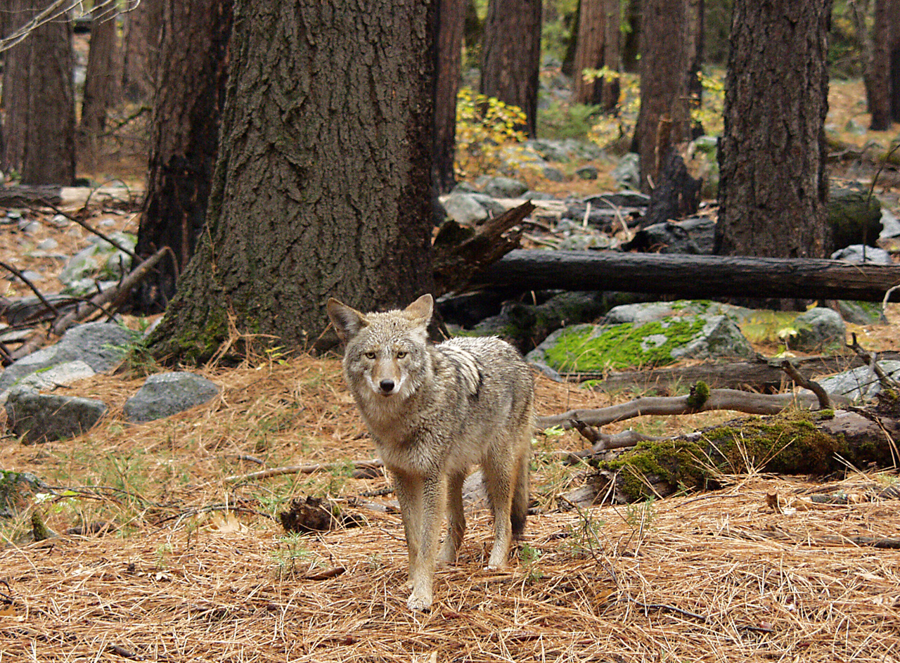 Coyowolf, la cruza de perro, coyote y lobo
