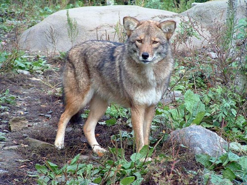 Coywolf, la cruza de perro, lobo y coyote