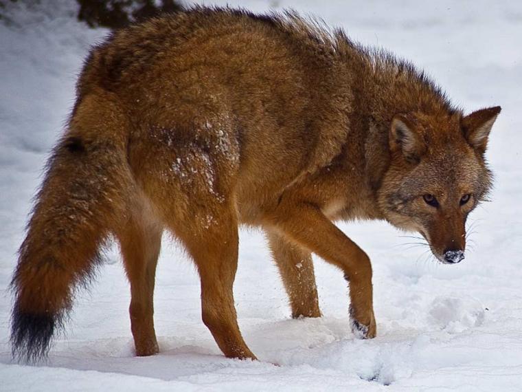 Coywolf, la cruza de perro, lobo y coyote
