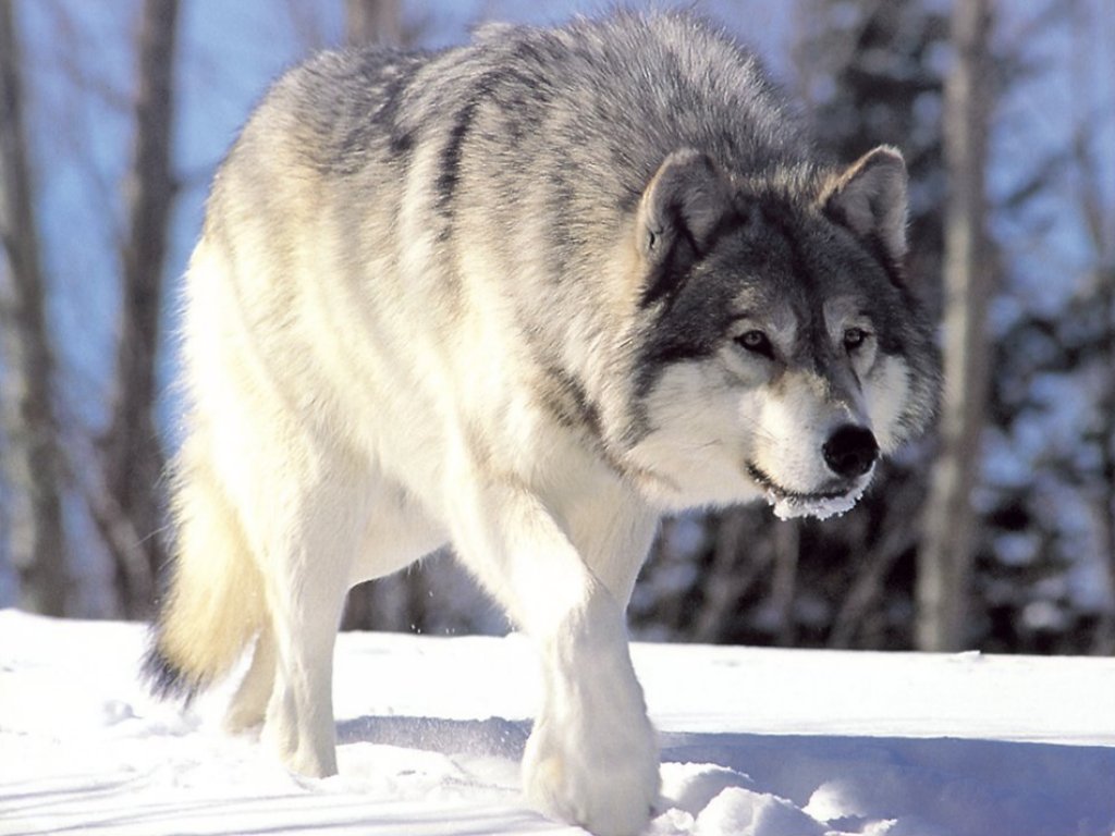 Coyowolf, la cruza de lobo, perro y coyote