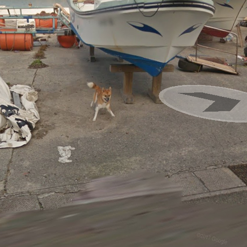 Perrito persigue al camion de Google Street View