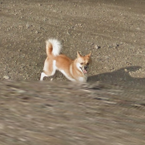 Perro persigue al camión de Google Street View