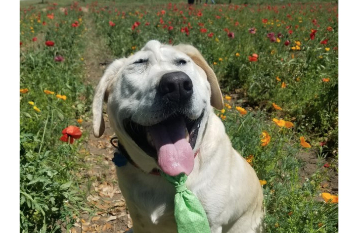 Perro Abandonado Rostro Feo Breaux Familia