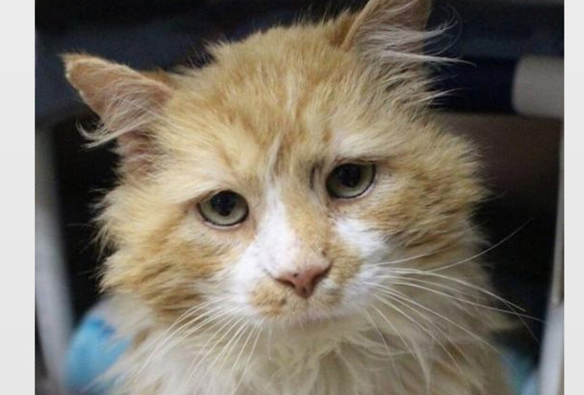 Gato Abandonado Familia 19 kilómetros Toby Abandono Gatos