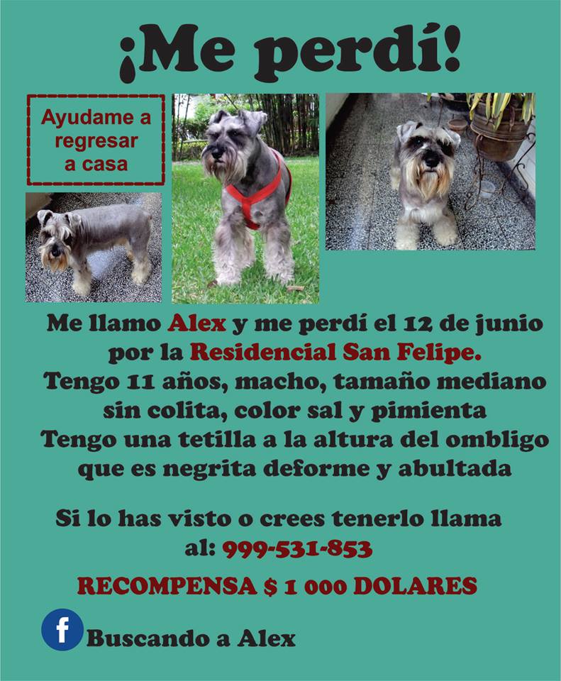 Ofrecen viaje completo a Rusia por encontrar a su perro