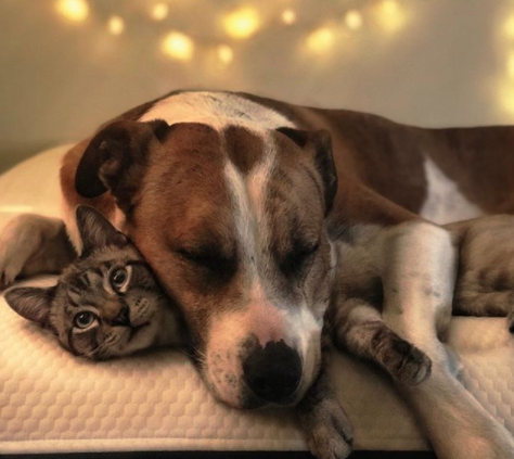 amistad-perro-gato-callejeros-corazon-instagram-henry-baloo