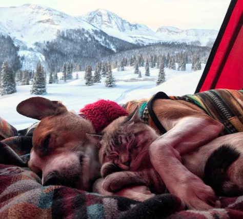 amistad-perro-gato-callejeros-corazon-instagram-henry-baloo