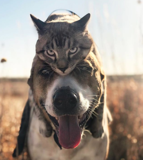 amistad-perro-gato-callejeros-corazon-instagram-henry-baloo