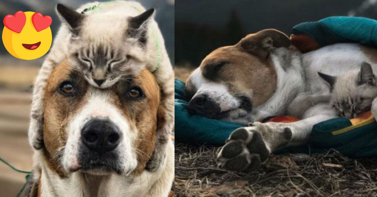 amistad-perro-gato-callejeros-corazon-instagram-henry-baloo