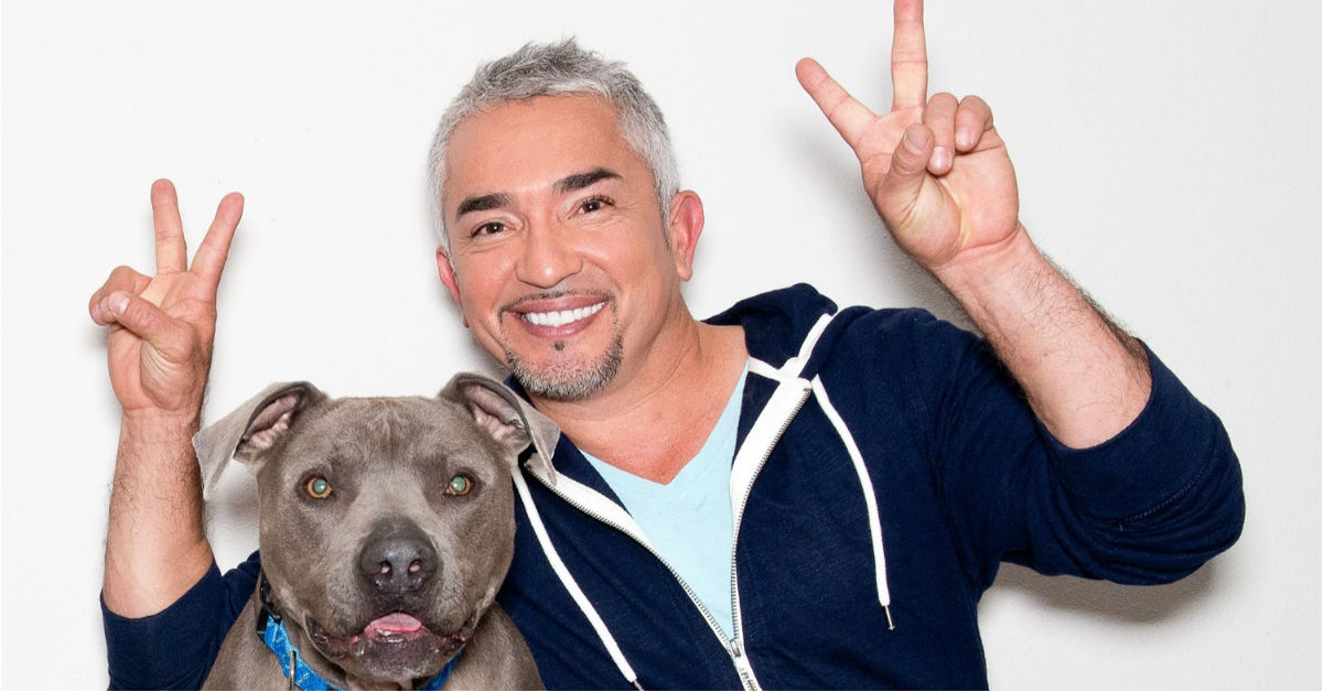 cesar-millan-encantador-perros-evitan-robo-casa-habitacion