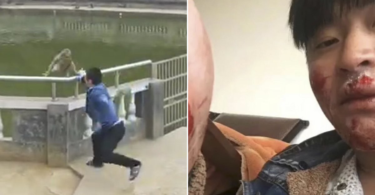 Mono Aventar Vengaría Chistoso Video Venganza