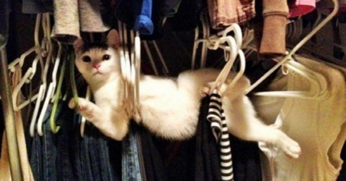 gatitos-haciendo-travesuras-P