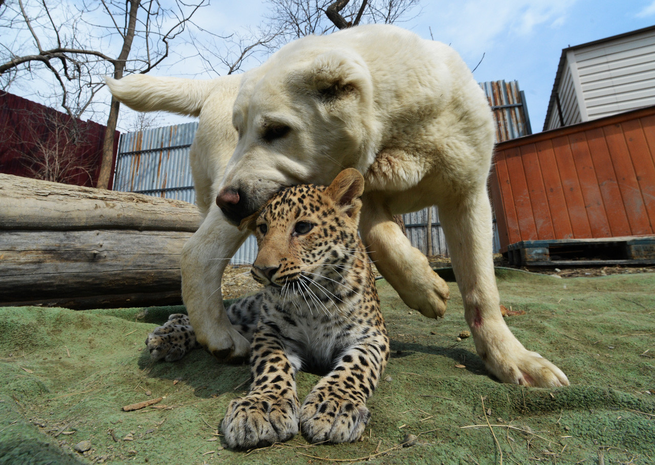 Perrita que "apadrinó" a un leopardo bebé está enamorando al mundo