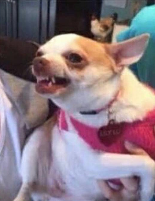 Ofrecen viaje a rusia por encontrar a perro perdido