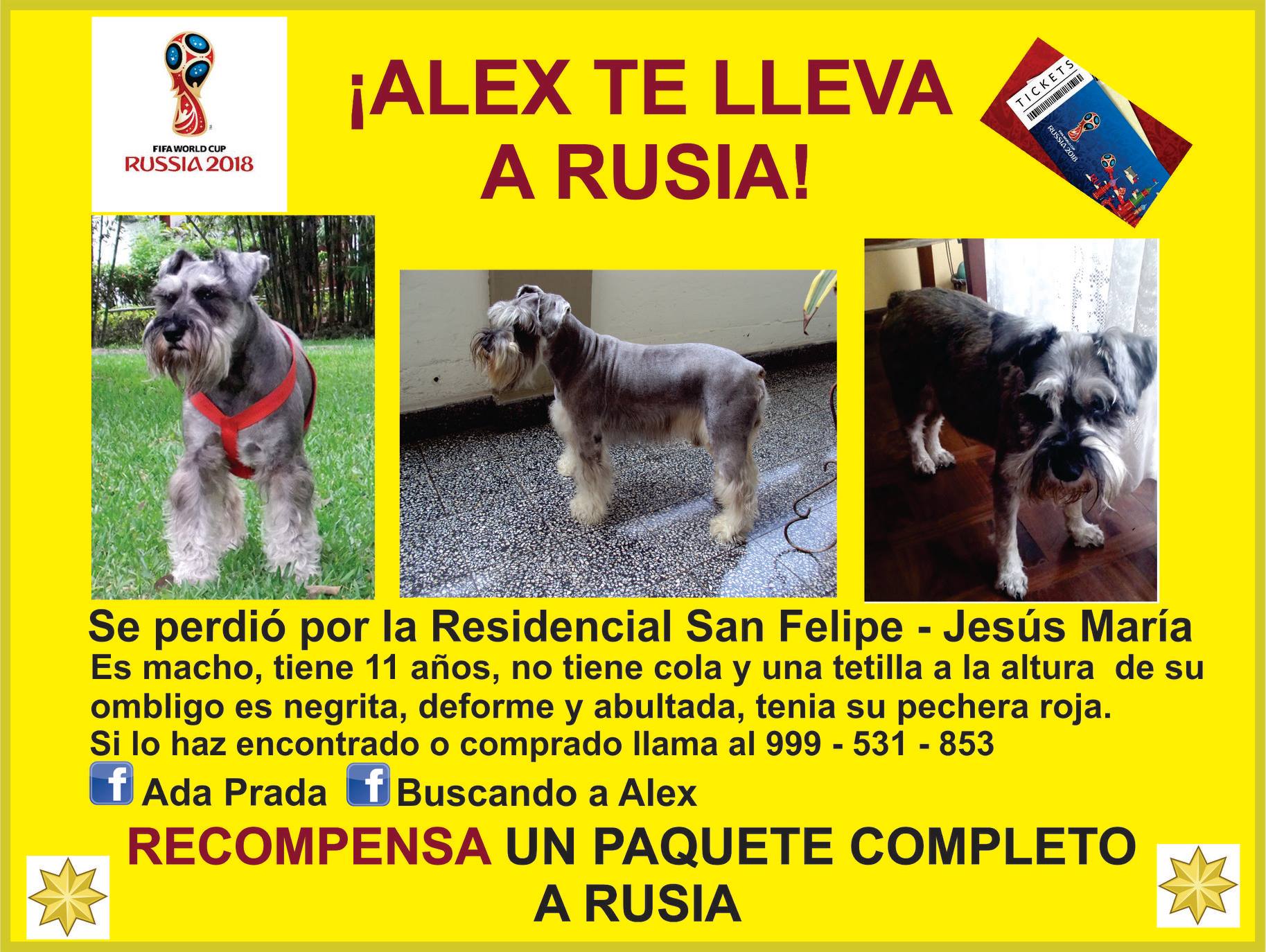 Ofrecen viaje a Rusia por encontrar a perro perdido