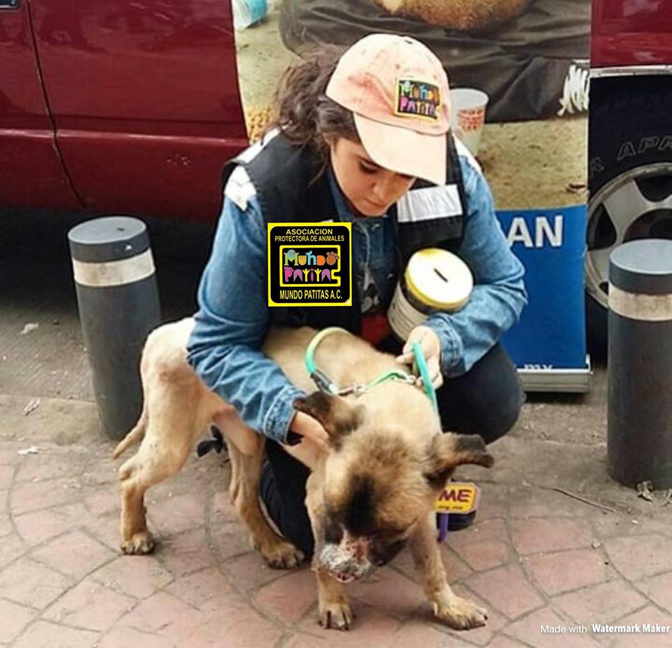 triste-historia-chilaquil-perro-quemaron-acido-mexico