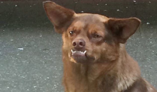 foto-chilaquil-perro-viral-famoso-2017