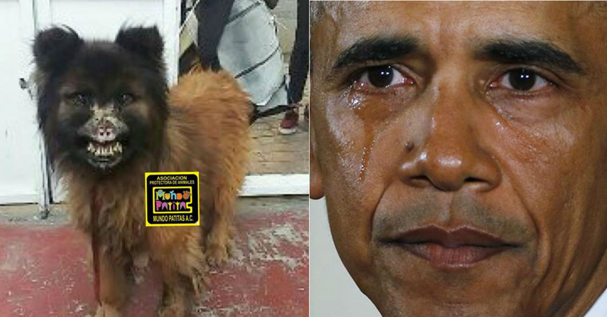 triste-historia-chilaquil-perro-quemaron-acido-mexico