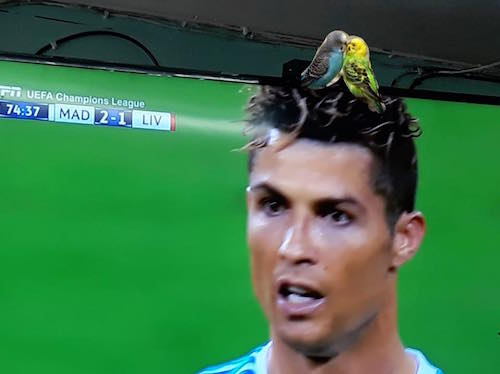Champions League Futbol Final Memes Genkidama