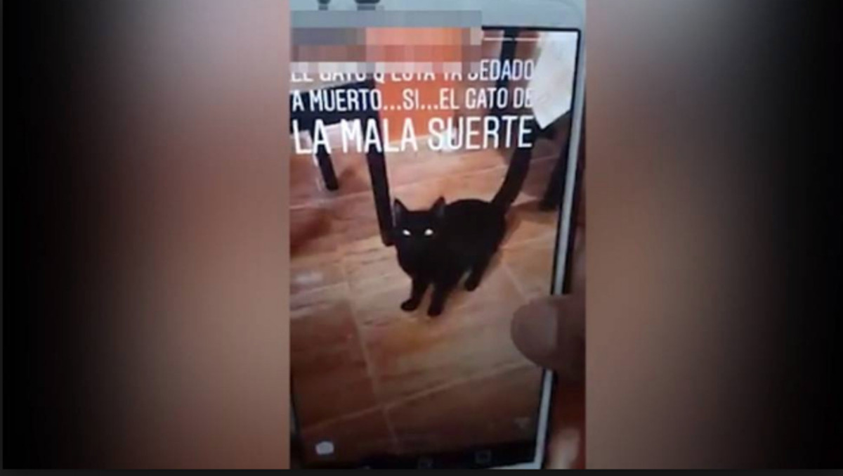 Detienen Joven sube video Gato Lavadora