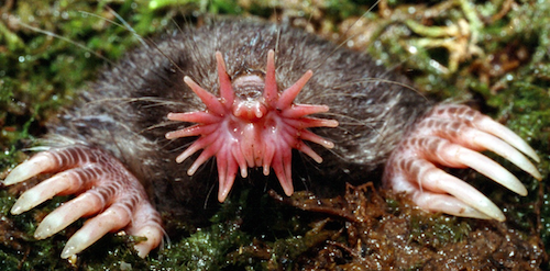Animal Pesadilla Pez Habita ParÃ¡sito Enorme