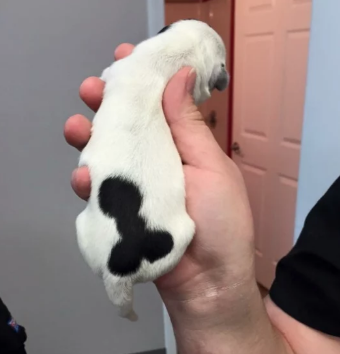 Facebook-Censura-foto-cachorro