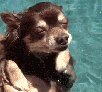 chihuahua-alberca