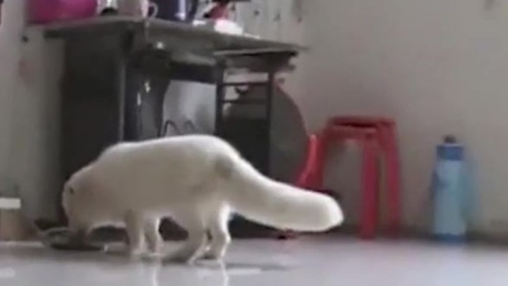 cachorro-de-zorro-que-wang-su-duena-confundio-con-un-perro-spitz
