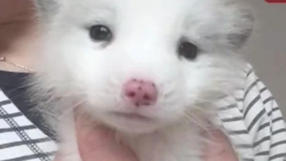 cachorro-de-zorro-que-wang-su-duena-confundio-con-un-perro-spitz
